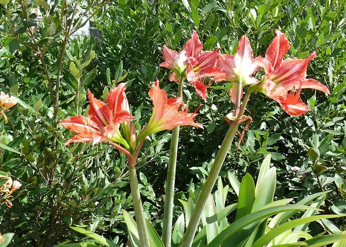 Volusia House Gæstehus Rom